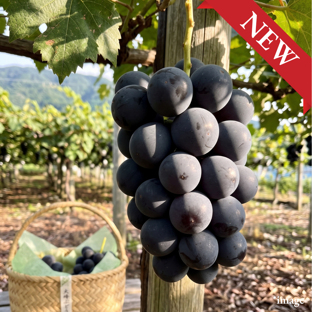 Taiho Brand "Fujiminori (Giftbox/4L-size/High Grade)”, A premium large-berried grape brand carefully selected from Fujiminori, Approx.550g | Delivery: 28th~29th Aug