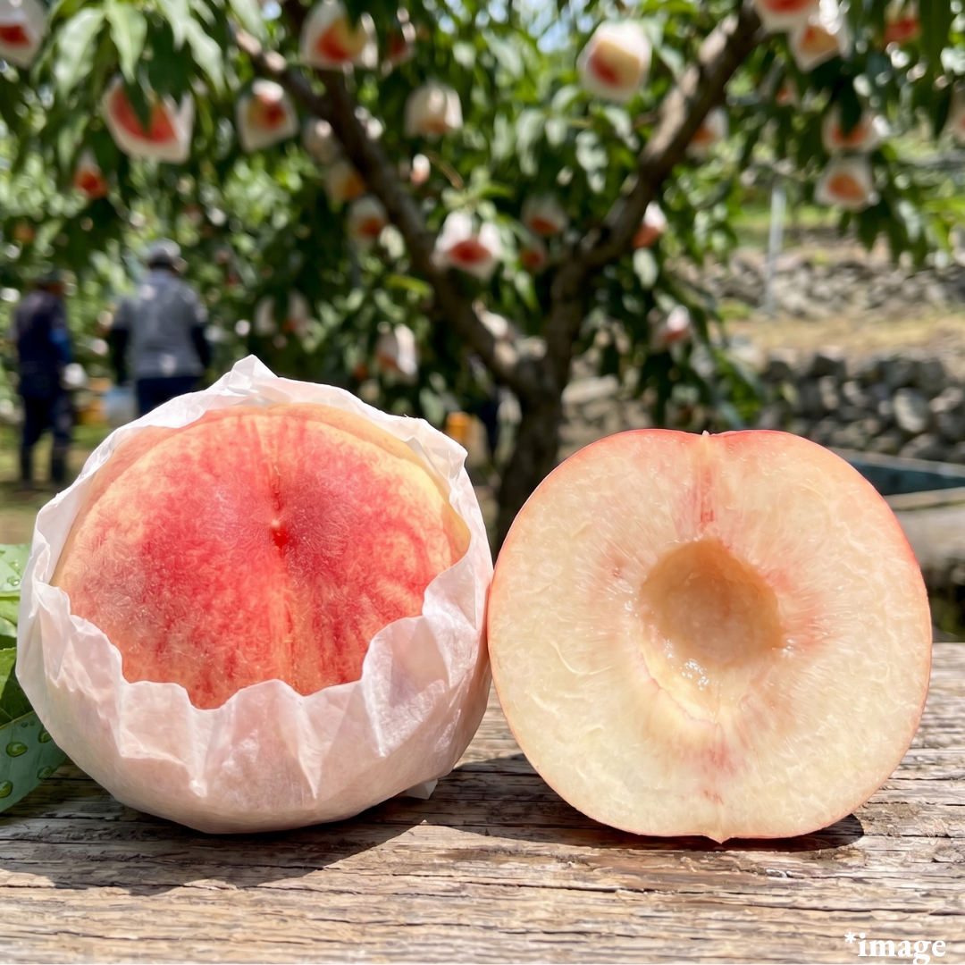 "Wakayama Peach (L~2L-size/Top Grade)", Peach-Mountain Heritage Peach, 400 Years of Silky Sweetness, Floral Aroma, Approx.550g+(2pcs) | Delivery: 17th~18th Jul