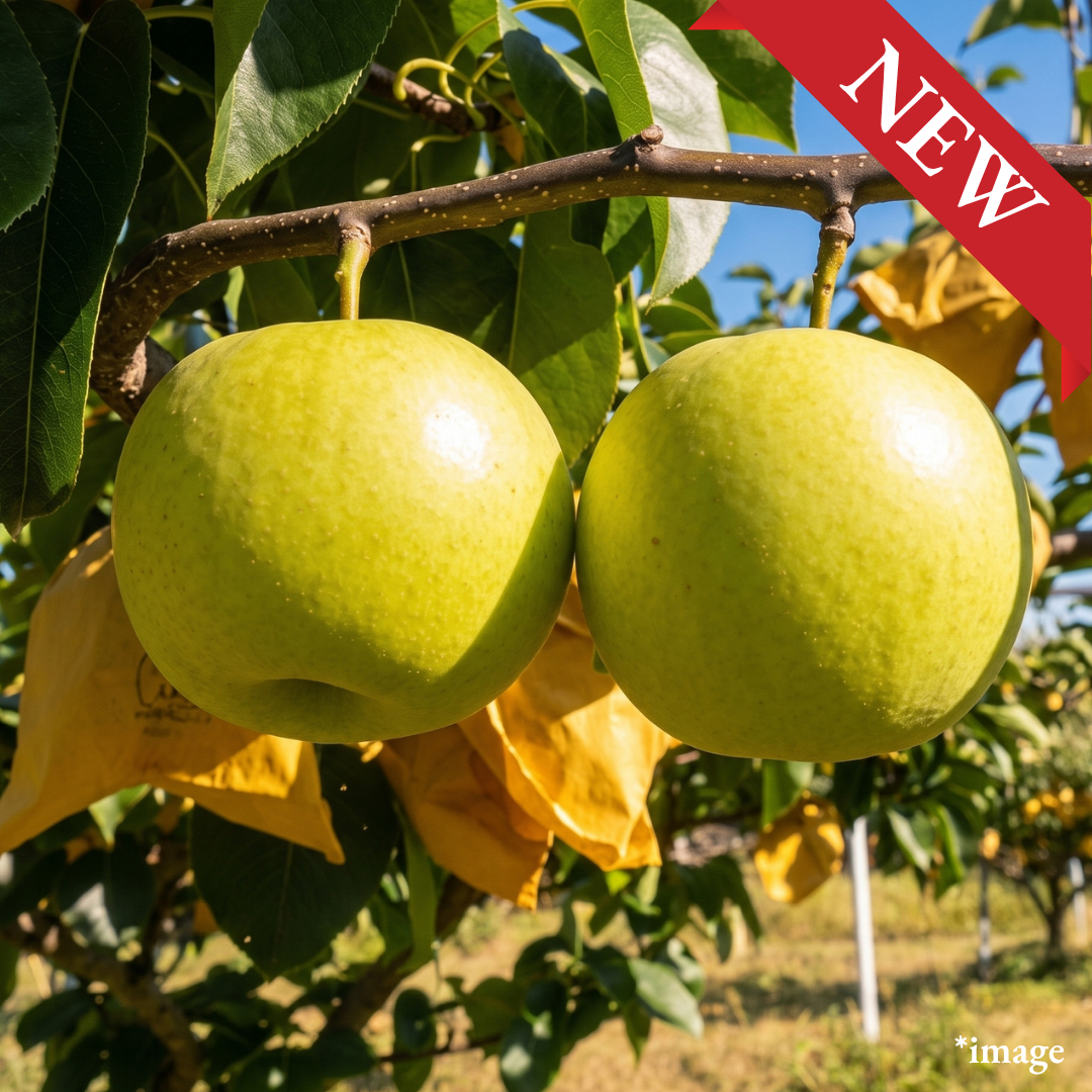 "20th Century Japanese Pear (2L-size/High Grade)", The most popular traditional Japanese pear, Approx.600g+(2pcs) | Delivery 11th~12th Sep