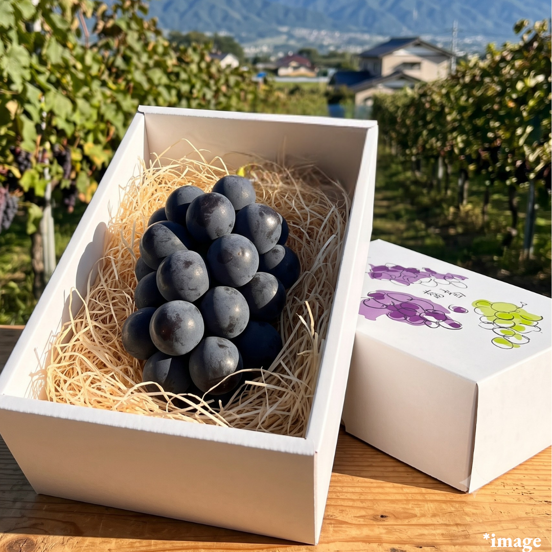 "Nagano Purple (Giftbox/3L-size/High Grade)", Early-Season, The Black Jewel of Nagano’s Three Grape Sisters, Approx.500g | Delivery: 31th Jul~1st Aug