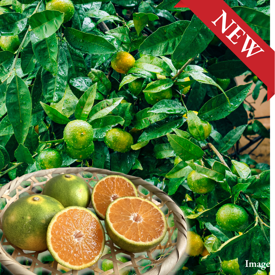 "Hinoakari (2S-size/High Grade)", An Early Mikan That Turns Sweet Before the Season Fully Begins, Approx.500g | Delivery: 2nd~3rd Oct