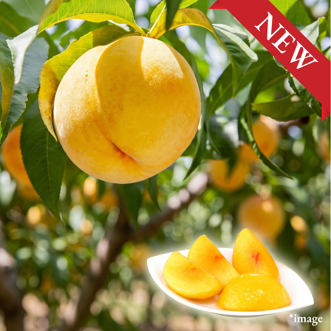 "Kirara no Kiwami (2L-size/Top Grade)", Rare Golden Peach with Mango-like Aroma & Juicy Sweetness from Tohoku, Approx.600g+(2pcs) | Delivery: 11th~12th Sep