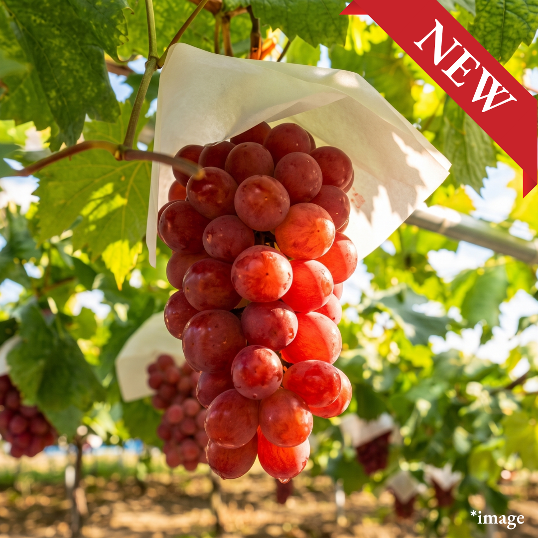"Sunshine Red (Giftbox/3L-size/High Grade)”, Yamanashi's Ripe Red Gems, Approx.500g | Delivery: 28th~29th Aug