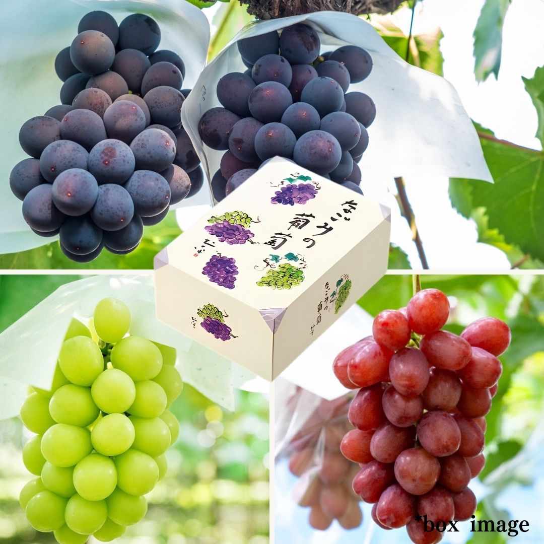 3 types Grape Gift Box "Shine Muscat & Kyoho & Queen Rouge" | Delivery: 5th~6th Sep - Tokyo Fresh Direct