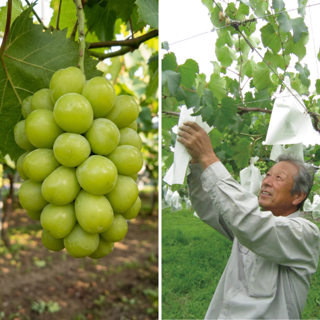 Miyako Farm "Shine Muscat (L-size/Farm Direct)", Known for Its Large Berries, Individually Bagged & Carefully Grown for a Crisp Bite and Elegant Muscat Aroma | Delivery: 16th~17th Oct