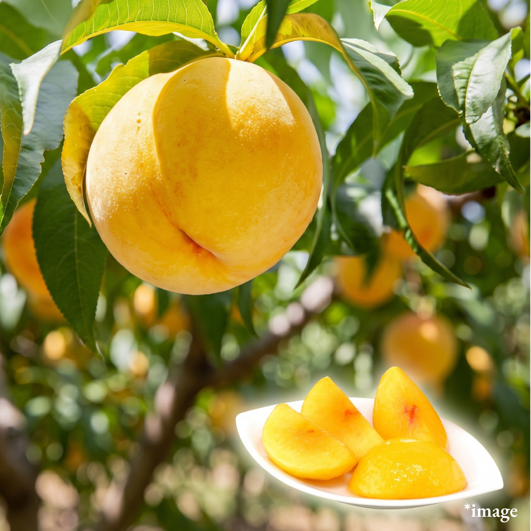 "Kirara no Kiwami (2L-size/Top Grade)", Rare Golden Peach with Mango-like Aroma & Juicy Sweetness from Tohoku, Approx.600g+(2pcs) | Delivery: 11th~12th Sep