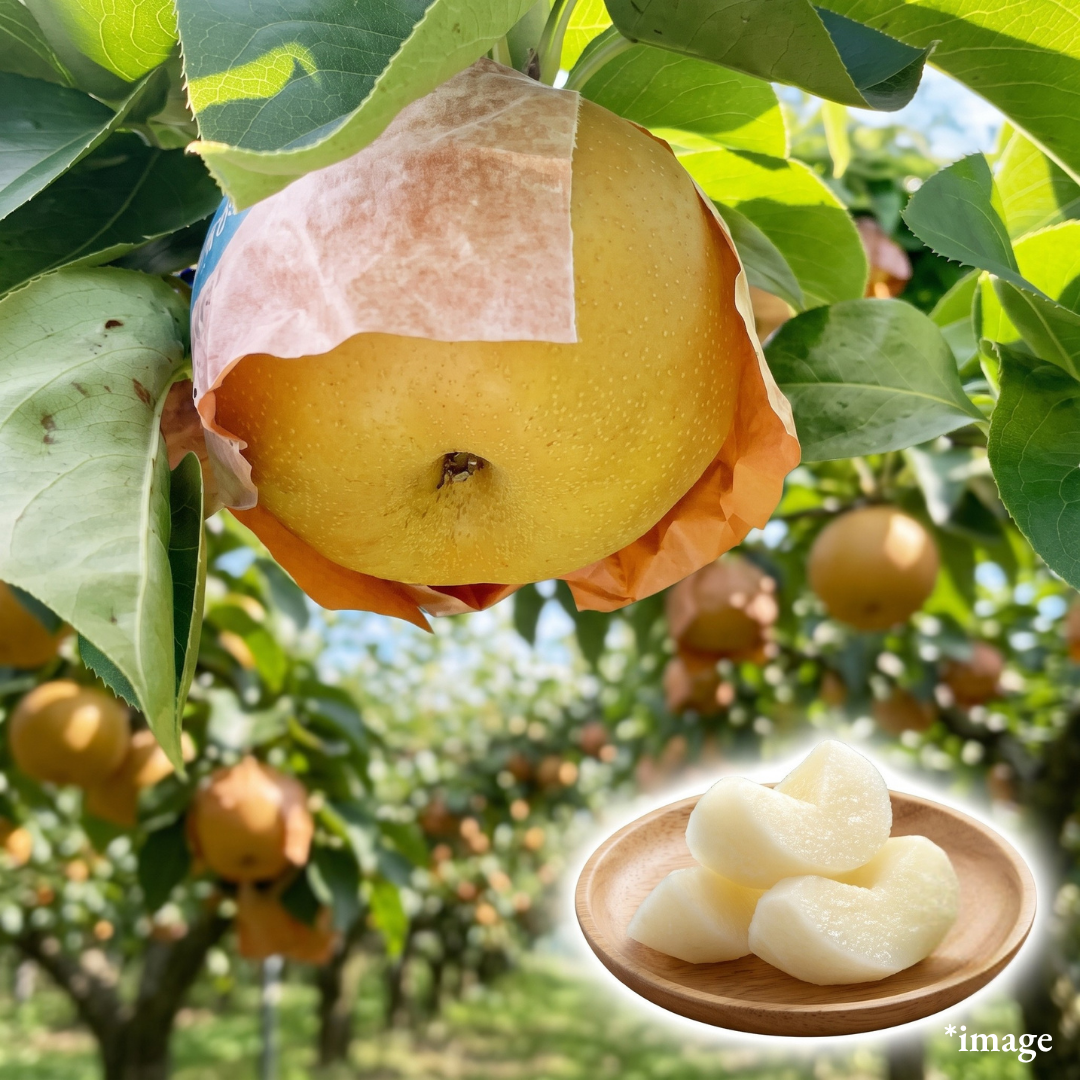 "Nansui (2L-size/High Grade)", Japan’s Top-Class Sweet Pear, Approx.600g+(2pcs) | Delivery: 18th-19th Sep