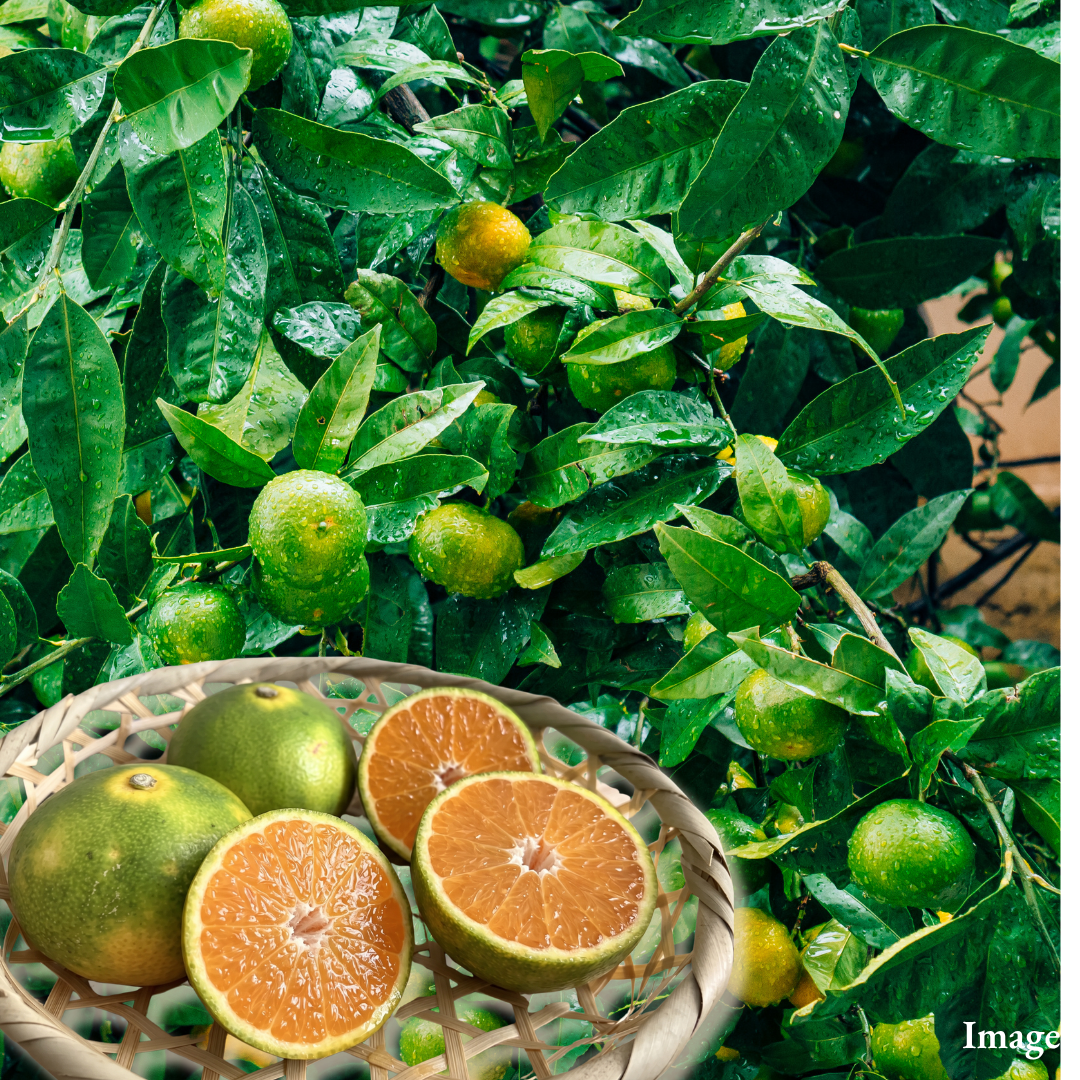 "Hinoakari (2S-size/High Grade)", An Early Mikan That Turns Sweet Before the Season Fully Begins, Approx.500g | Delivery: 2nd~3rd Oct