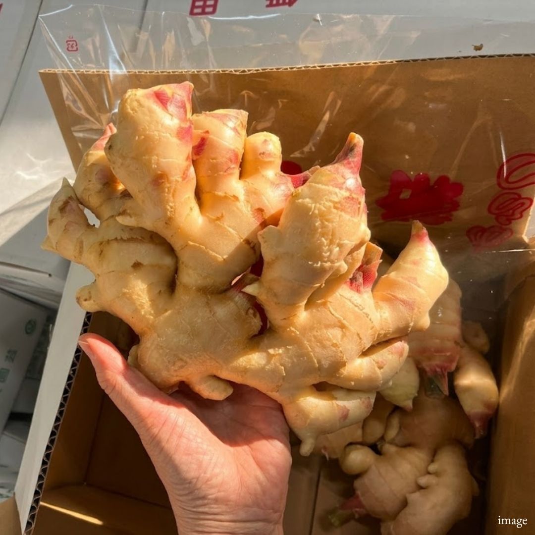 Japanese New Ginger “Shin Shoga” – Fresh Early Summer Harvest | Delicate Sweetness & Refreshing Aroma | Premium Japanese Vegetable