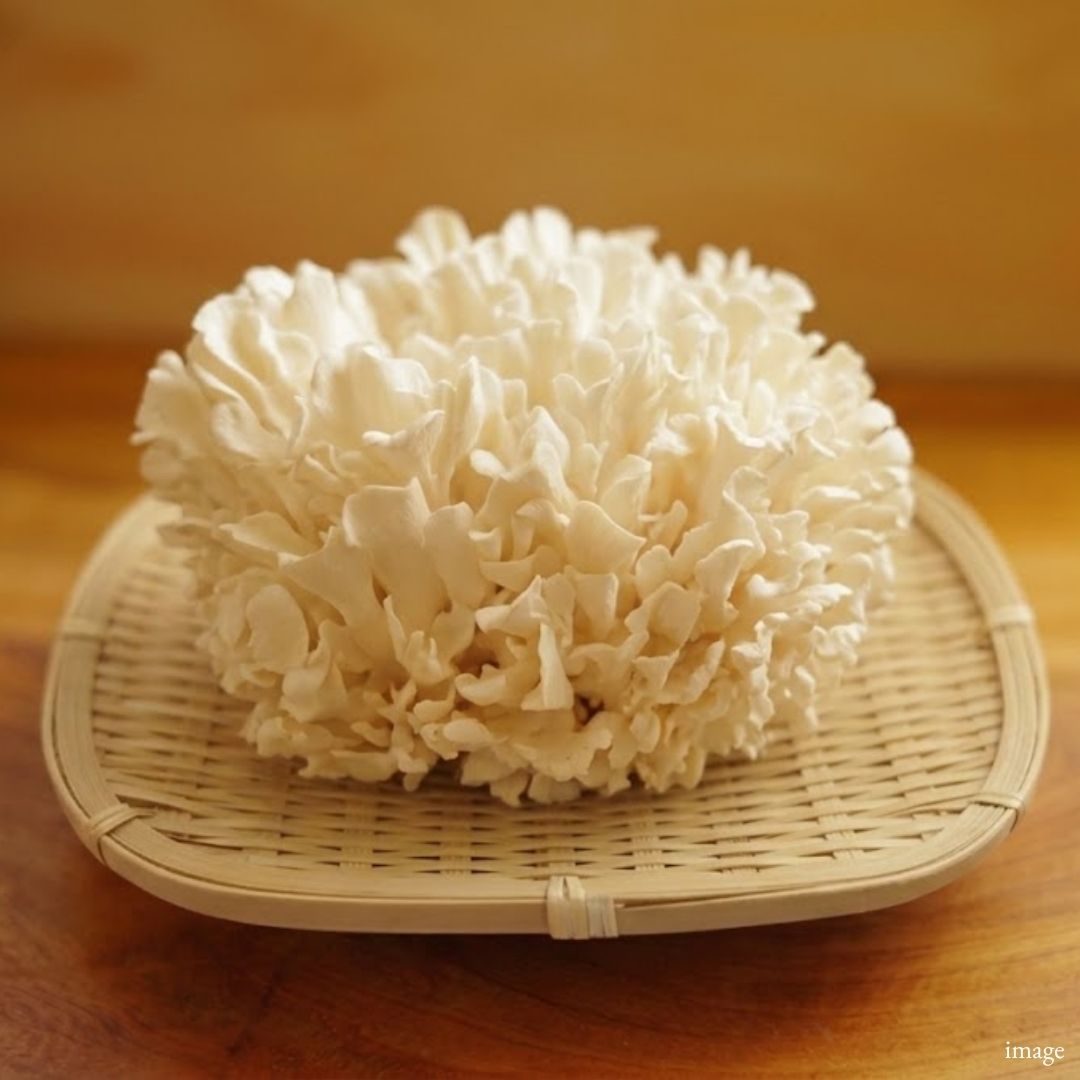 White Maitake