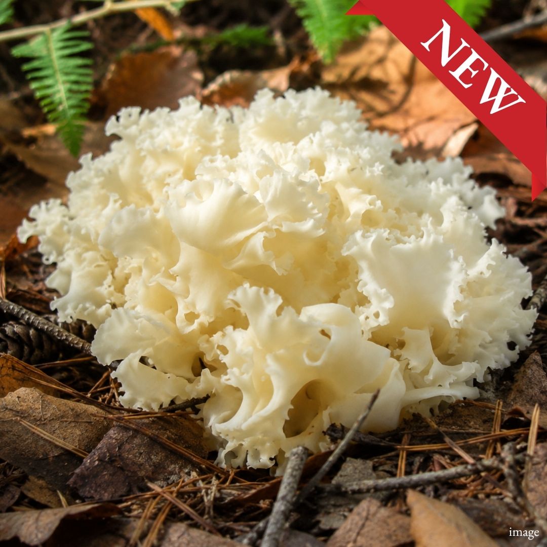Japanese Hanabiratake (Cauliflower Mushroom) – Delicate, Crisp & Naturally Fragrant 1pack (approx. 100g)