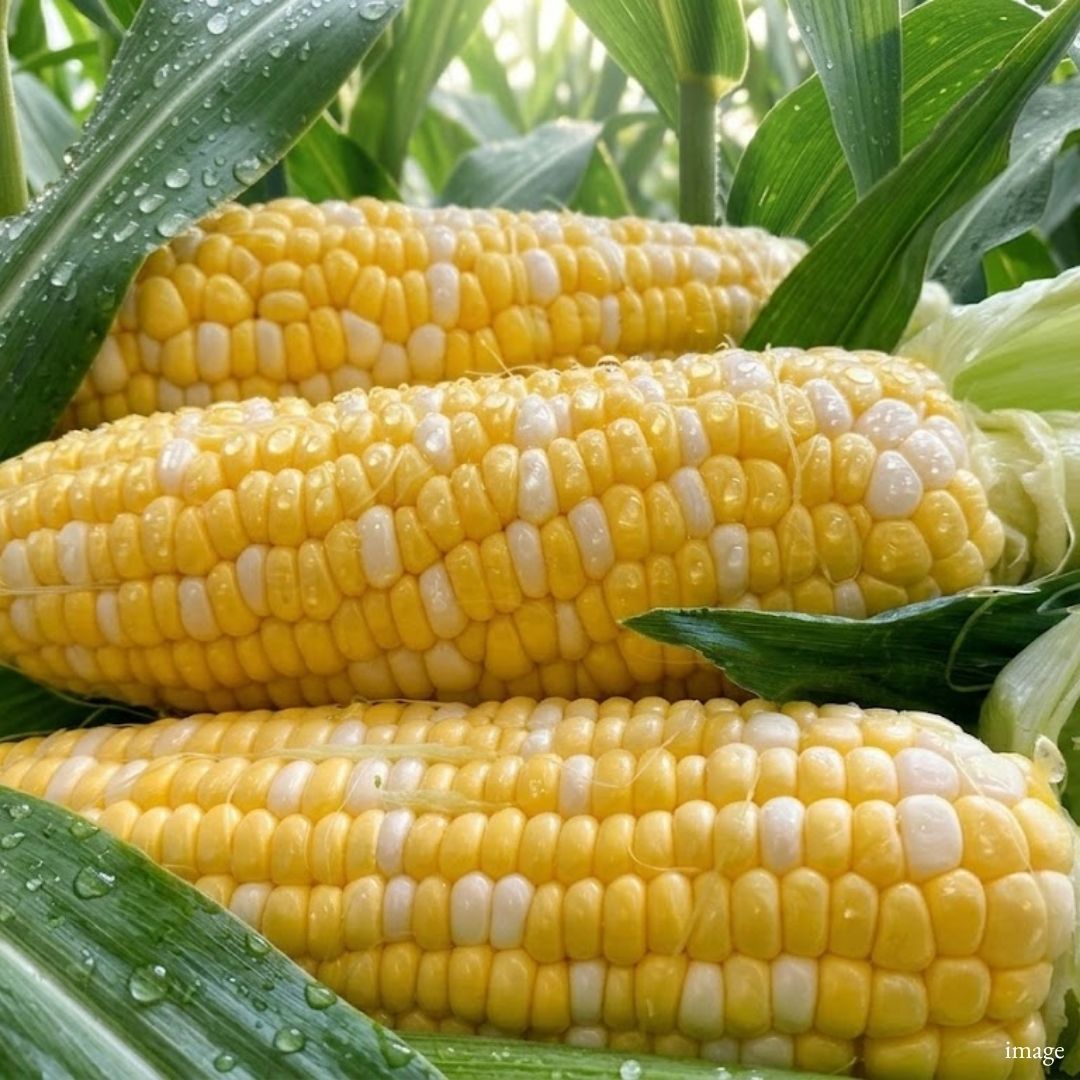 Premium Kankan Musume Sweet Corn – Japan's Sweetest Corn 1 pcs