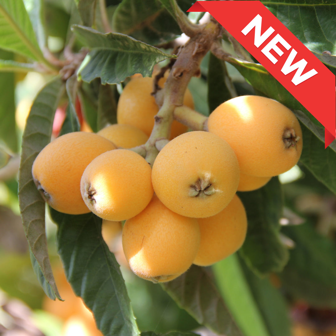 "Amaka loquat (Top Grade)" from Nagasaki Delivery: 16th~17th May