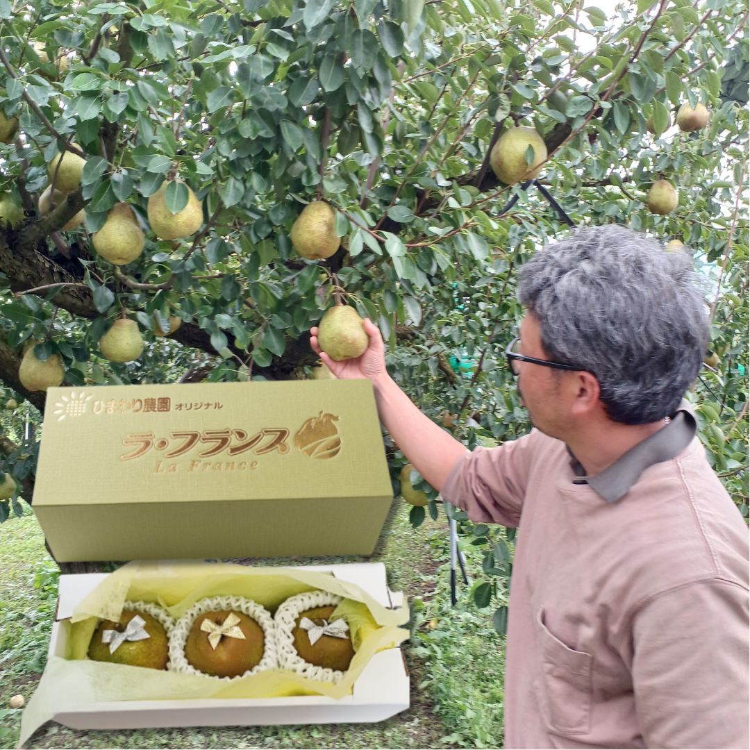 Grower’s Selection 5L/6L Giftbox "Yamagata La France (Giftbox/5~6L-size/Farm-Direct)", The “Queen of Western Pears,” Silky-Melting & Richly Fragrant | Delivery: 13th~14th Nov
