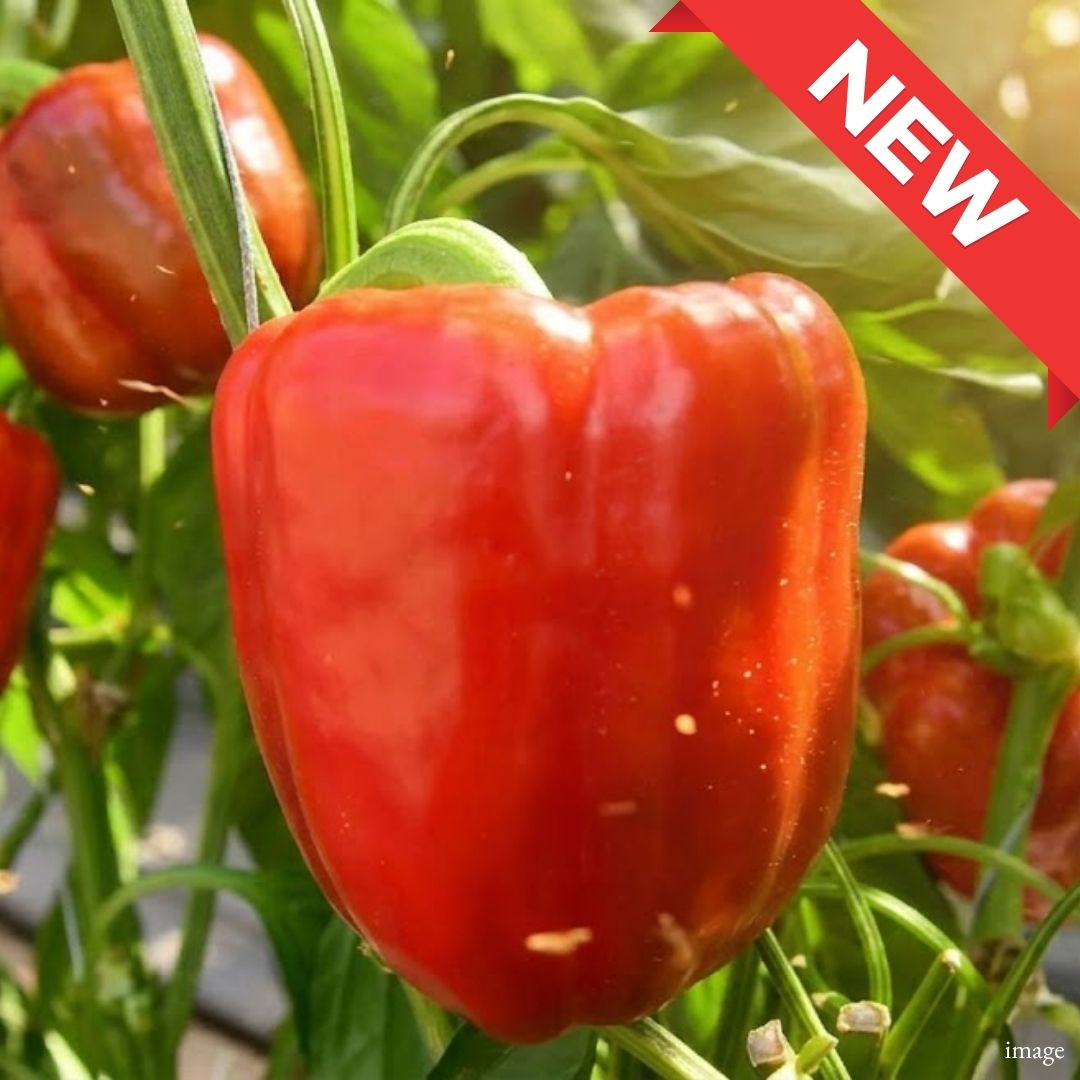 Japanese Red Bell Pepper 2pcs – Naturally Sweet, Crisp and Farm Fresh Quality