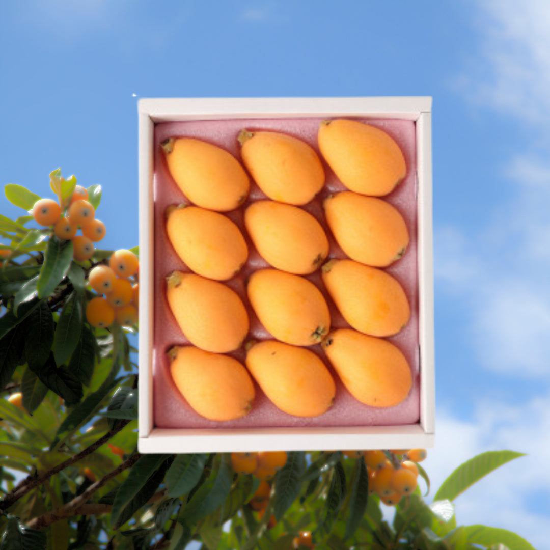 "Amaka loquat (Top Grade)" from Nagasaki Delivery: 16th~17th May