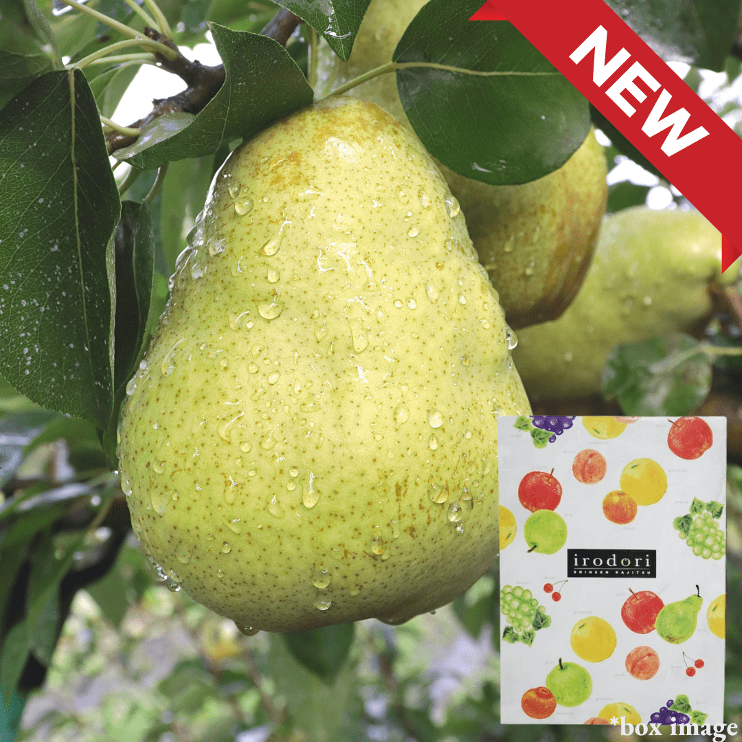 A Rare Holiday Pear for Christmas "Silver Bell", 3kg Giftbox(16 - 20pcs) | Delivery: 19th - 20th Dec - Tokyo Fresh Direct