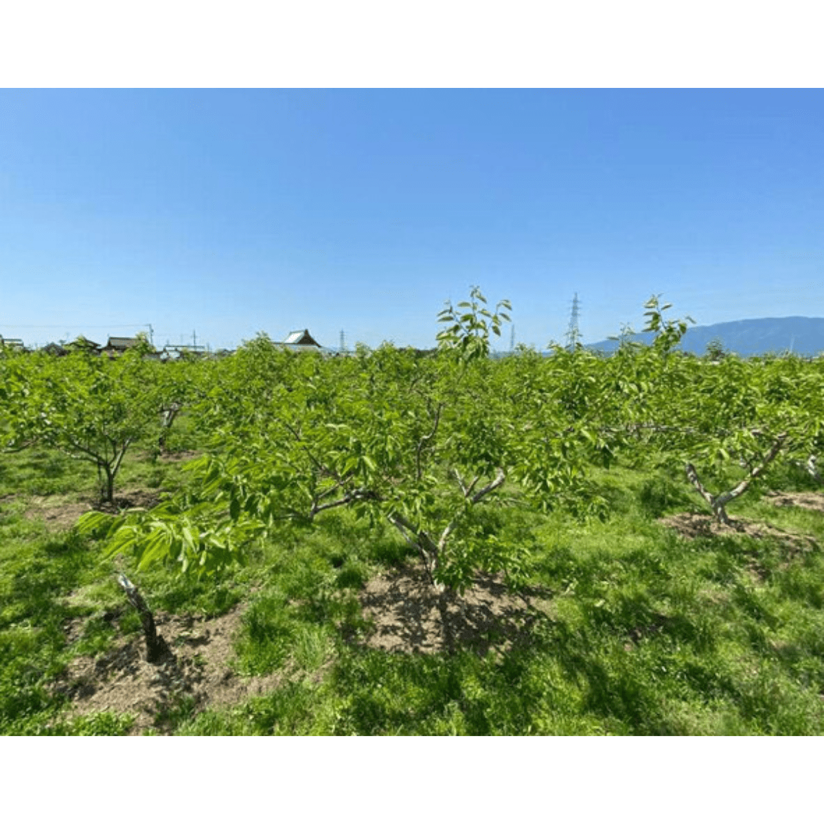 AKEBONOAGRI SERVICE Crunchy Fried Fuyu Persimmon Buttermilk - Tokyo Fresh Direct