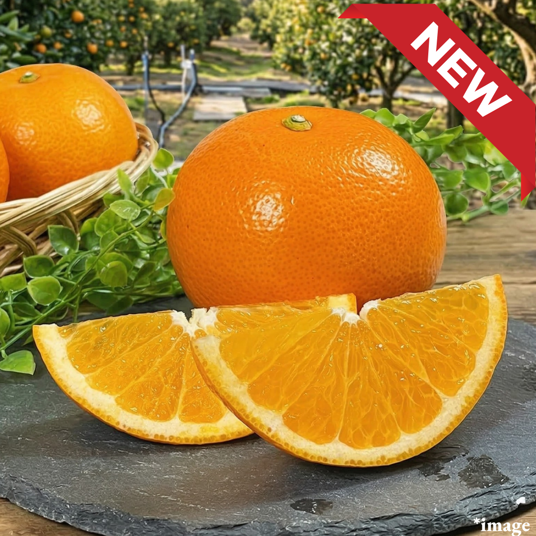 ”Beni - Hassaku (High Grade/L - 3L size)”, Rare branded Hassaku from Wakayama, Japan’s premier Hassaku region. | Delivery: 27th - 28th Mar - TFD (Tokyo Fresh Direct)