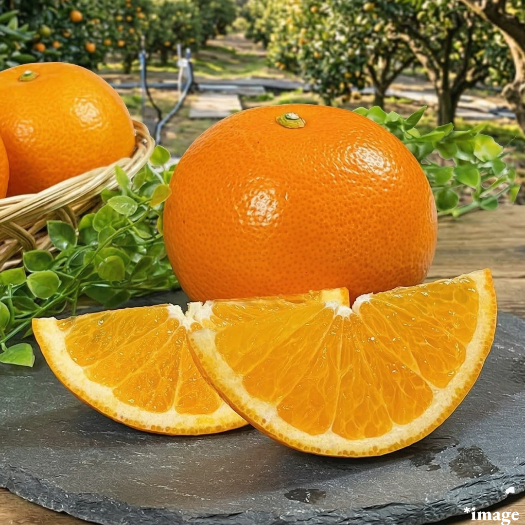 ”Beni - Hassaku (High Grade/L - 3L size)”, Rare branded Hassaku from Wakayama, Japan’s premier Hassaku region. | Delivery: 27th - 28th Mar - TFD (Tokyo Fresh Direct)