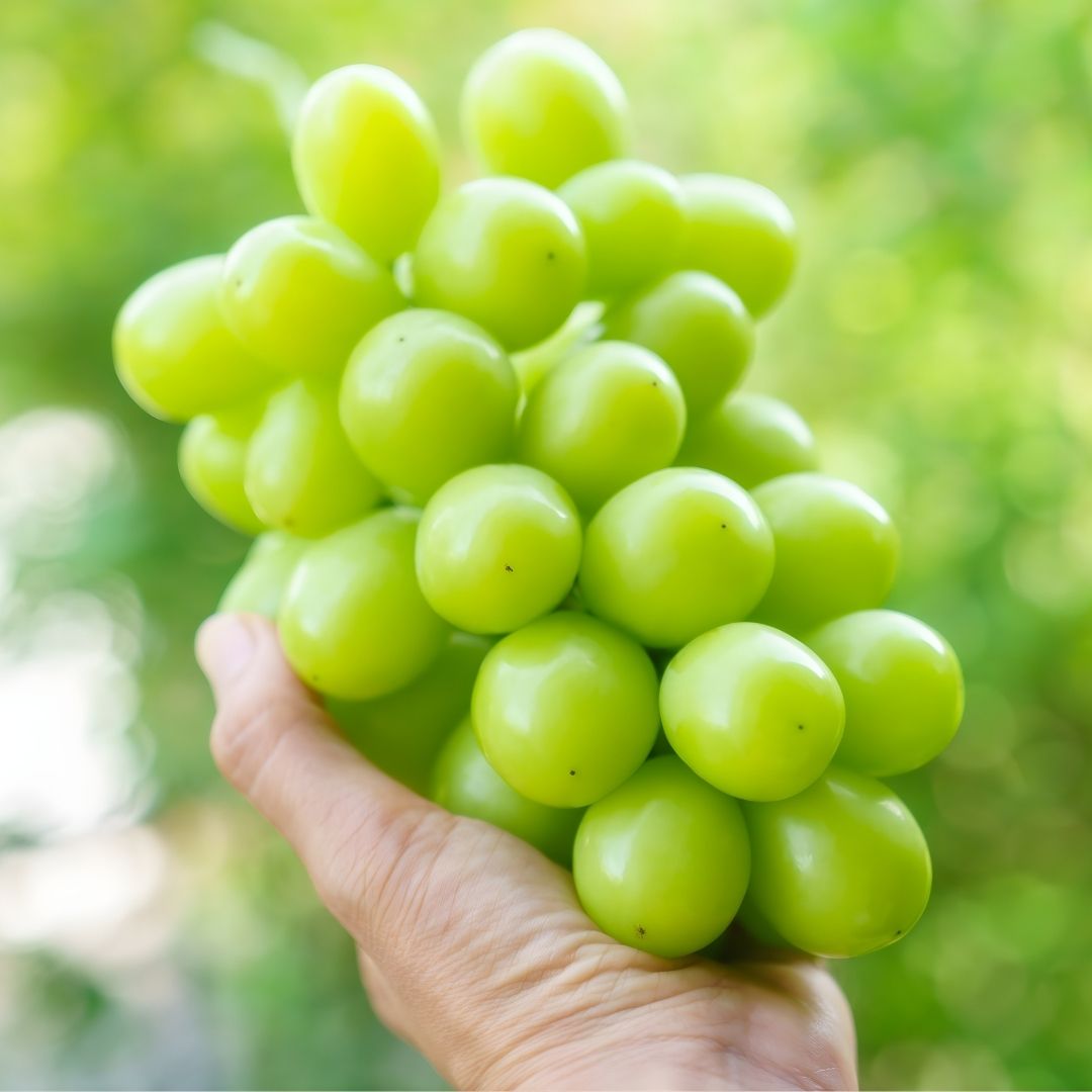 Branded Shine Muscat "Hareo (High Grade)", From Japan’s Sunny Land of Okayama (Large size 600g+) | Delivery: 7th - 8th Nov - Tokyo Fresh Direct