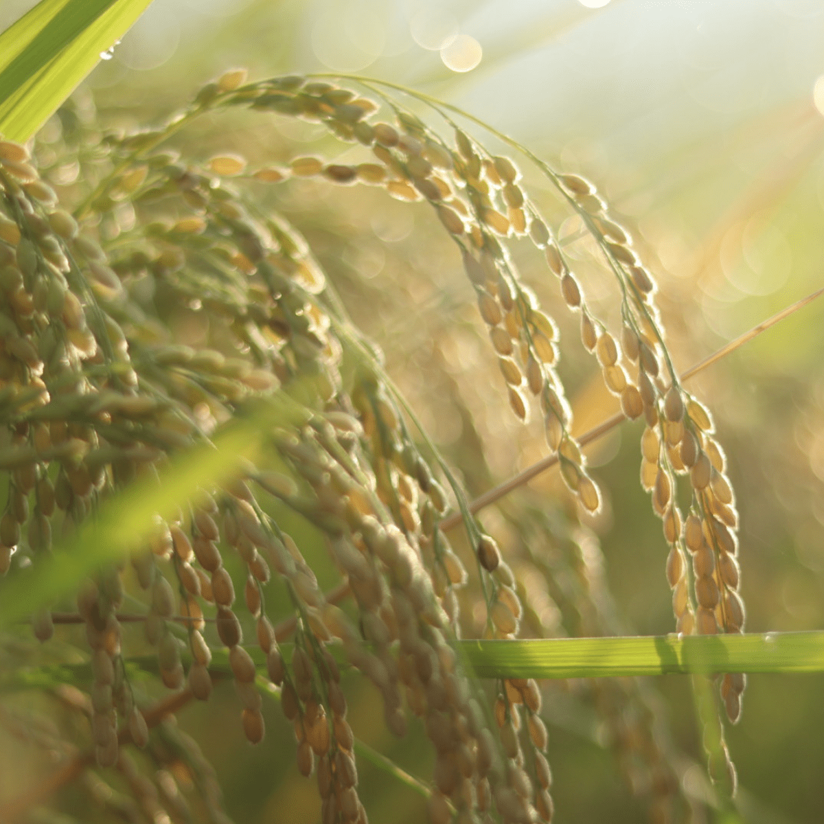 CREATIVE FARMERS Baumkuchen - Tokyo Fresh Direct