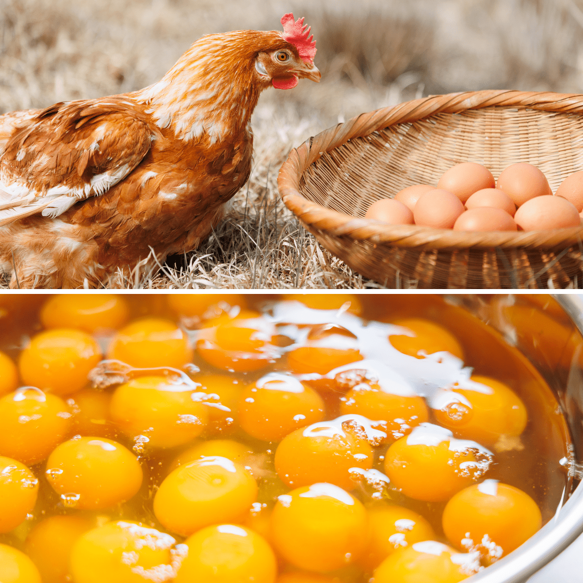 CREATIVE FARMERS Baumkuchen - Tokyo Fresh Direct