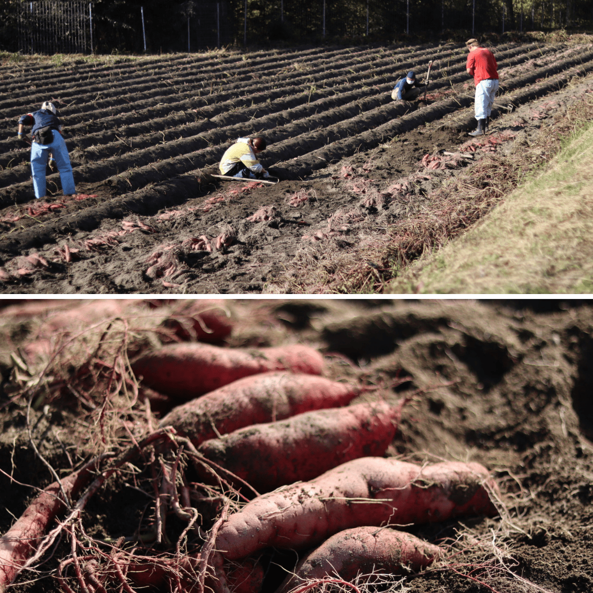 CREATIVE FARMERS Baumkuchen - Tokyo Fresh Direct