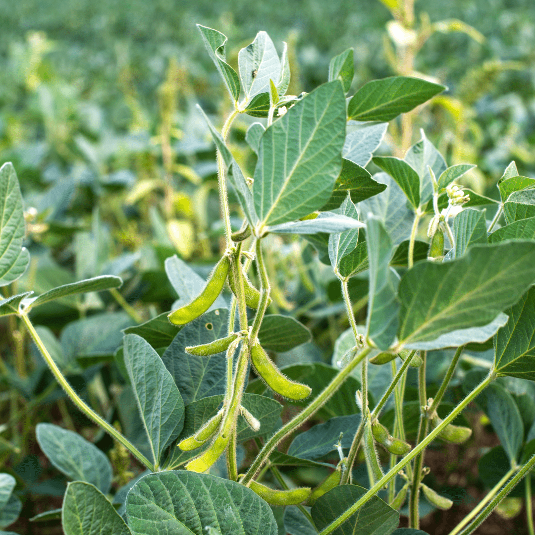 Dada chamame Edamame from Yamagata" | Delivery: 22nd~23rd Aug - Tokyo Fresh Direct