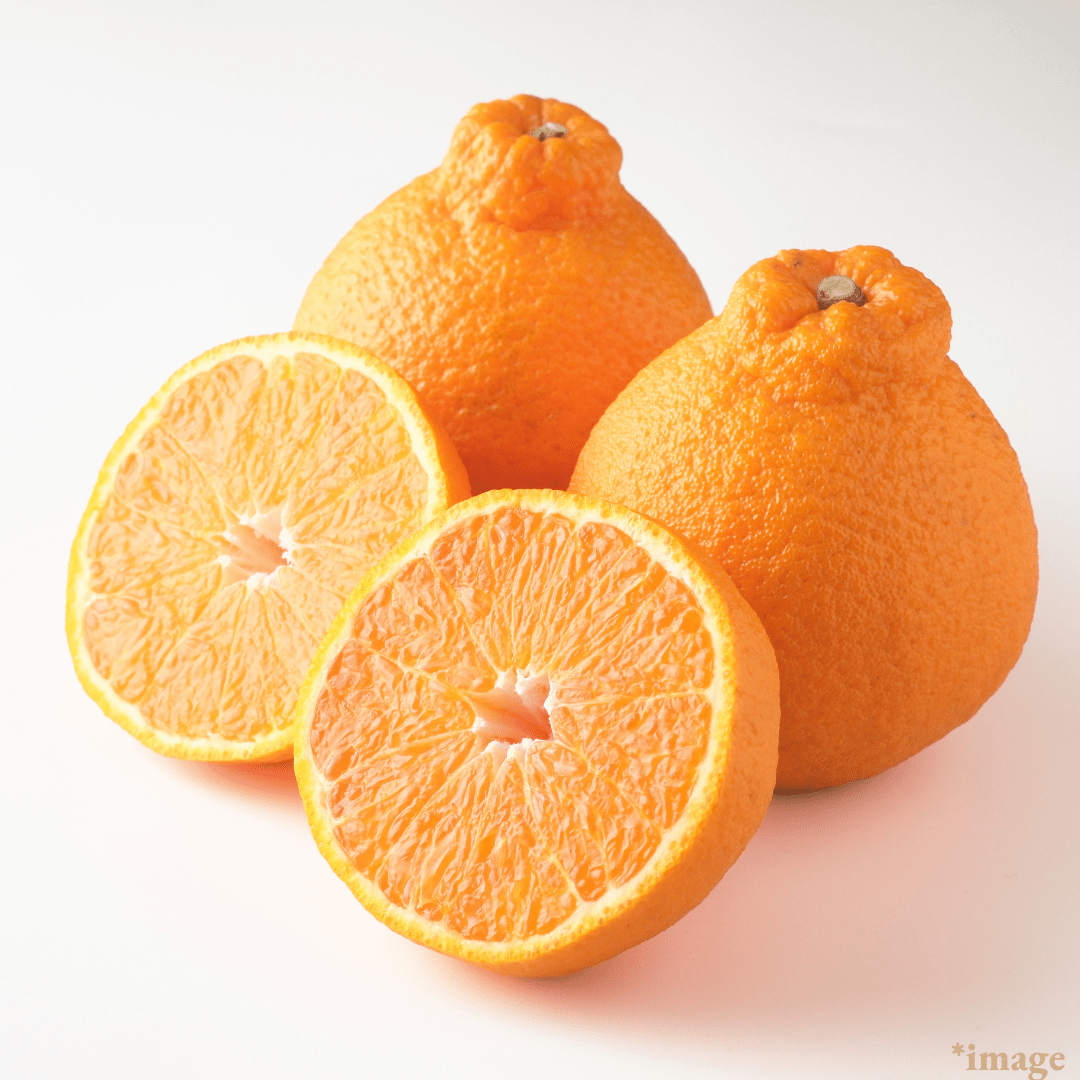 ”Dekopon (Big Size)”, A popular citrus loved for its rich sweetness and balanced acidity, Approx.800g+(2pcs) | Delivery: 13th - 14th Mar - TFD (Tokyo Fresh Direct)