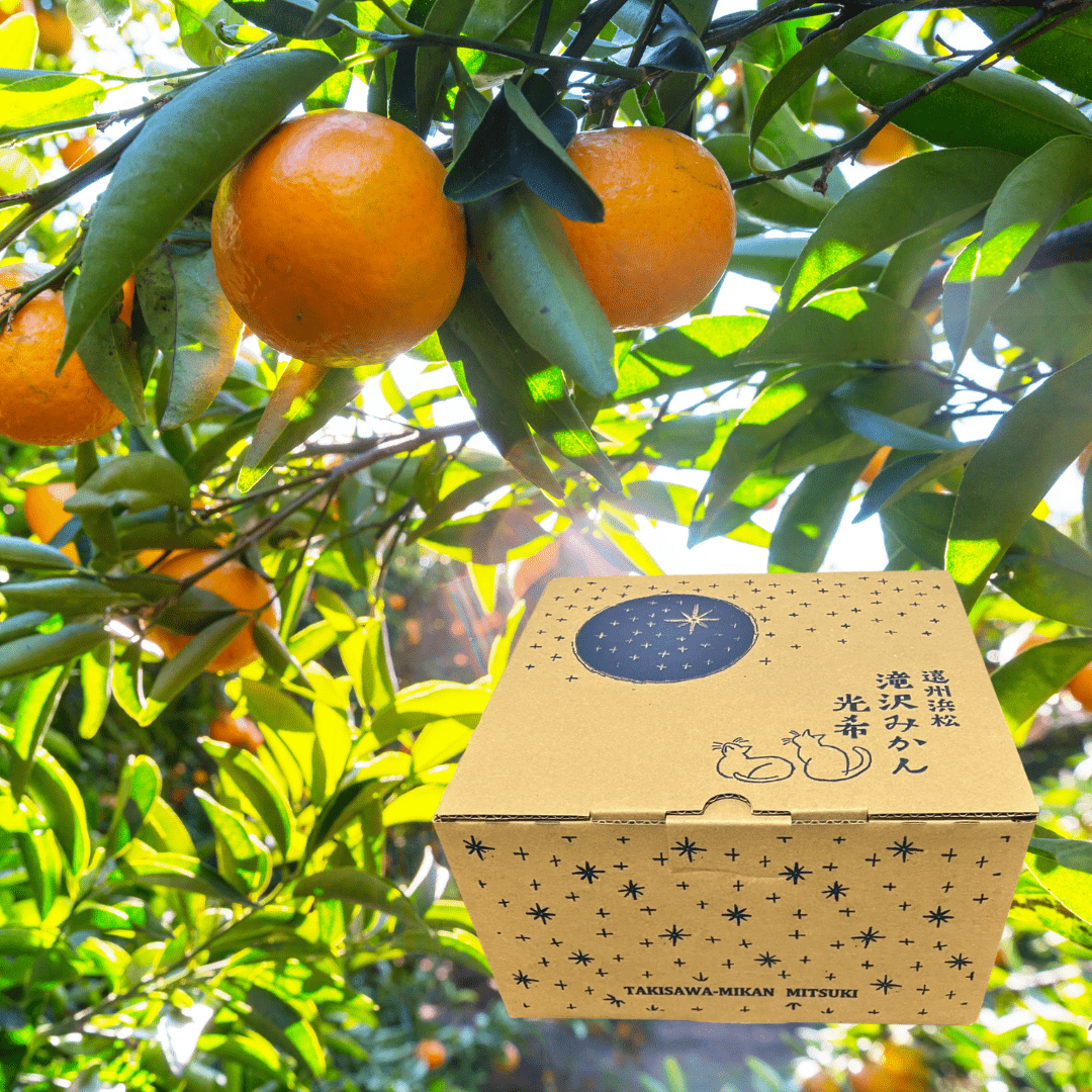 FRONTIER WORKS Shizuoka Mikan MITSUKI Rich & Sweet Katayama Wase (Gift box/2kg) | Delivery: 26th - 27th Dec - Tokyo Fresh Direct