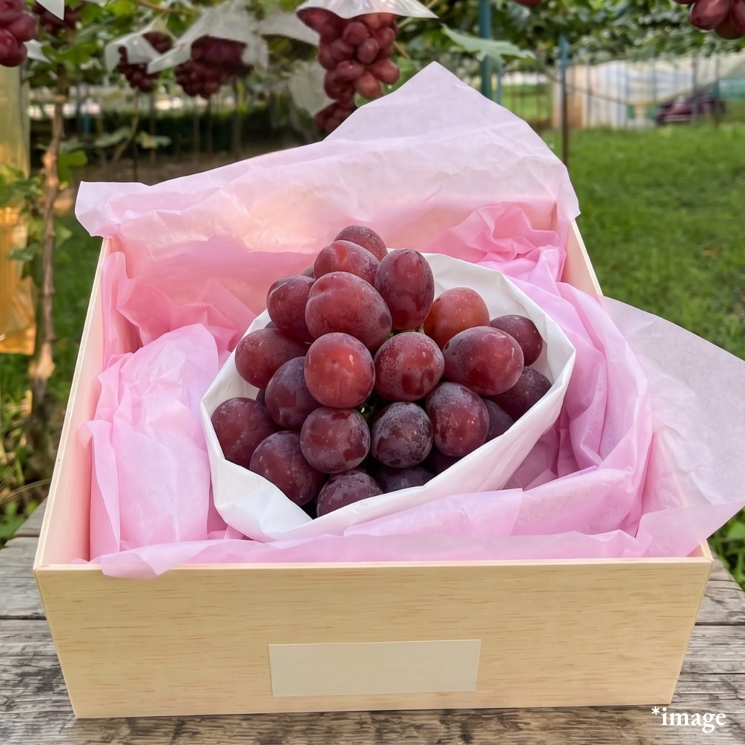 "Fuji no Kagayaki (Giftbox/Extra-Large 4L-size/Rare)", Rare “Black Shine Muscat” in an exceptionally scarce 4L size, Approx. 900g | Delivery: 18th~19th Sep - TFD (Tokyo Fresh Direct)