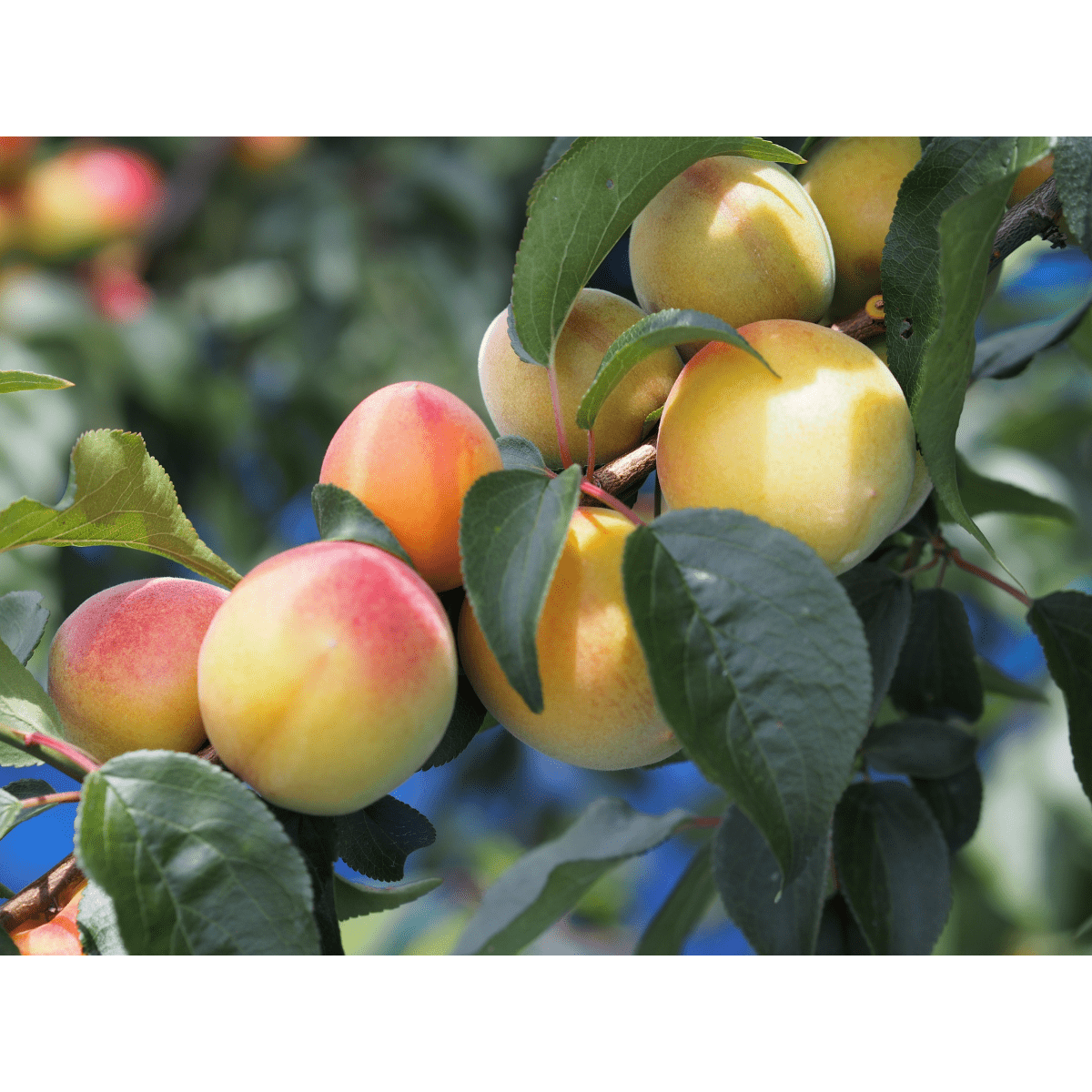Fully Ripened Ume Plum Syrup - Tokyo Fresh Direct