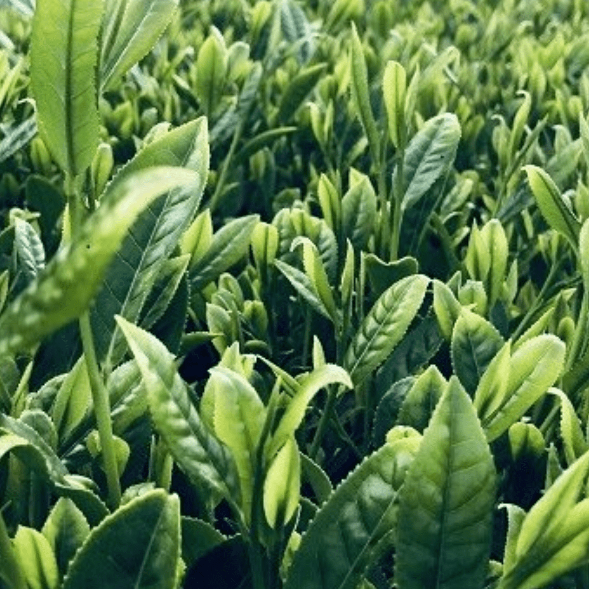 Hayakawa Amasake Matcha flv. Chacha AmazakeC23 - Tokyo Fresh Direct