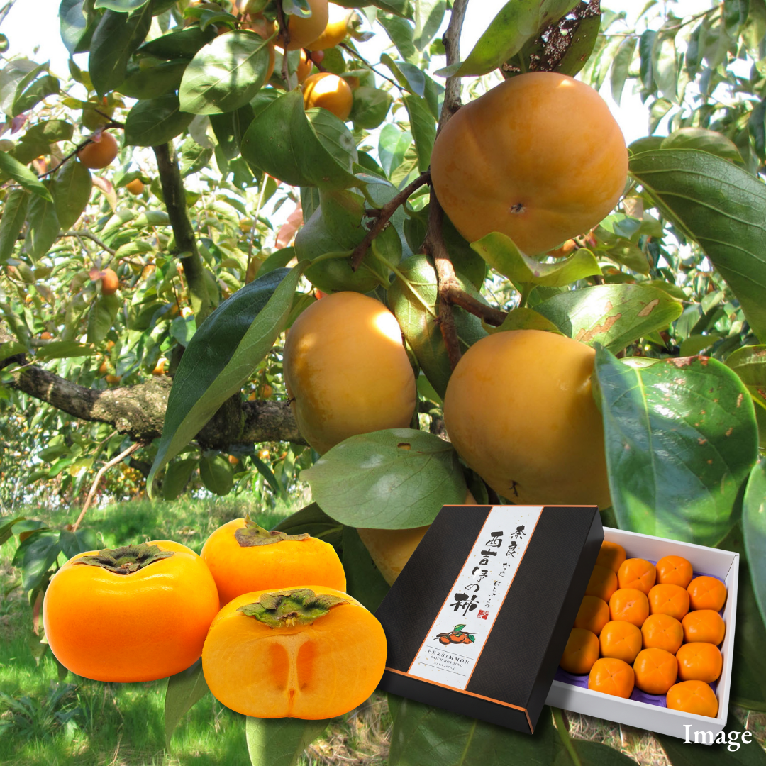 "Hira Seedless Persimmon (2L-size/High Grade)", Nara’s Tender, Juicy Autumn Classic, Naturally Seedless | Delivery: 30th~31th Oct - TFD (Tokyo Fresh Direct)