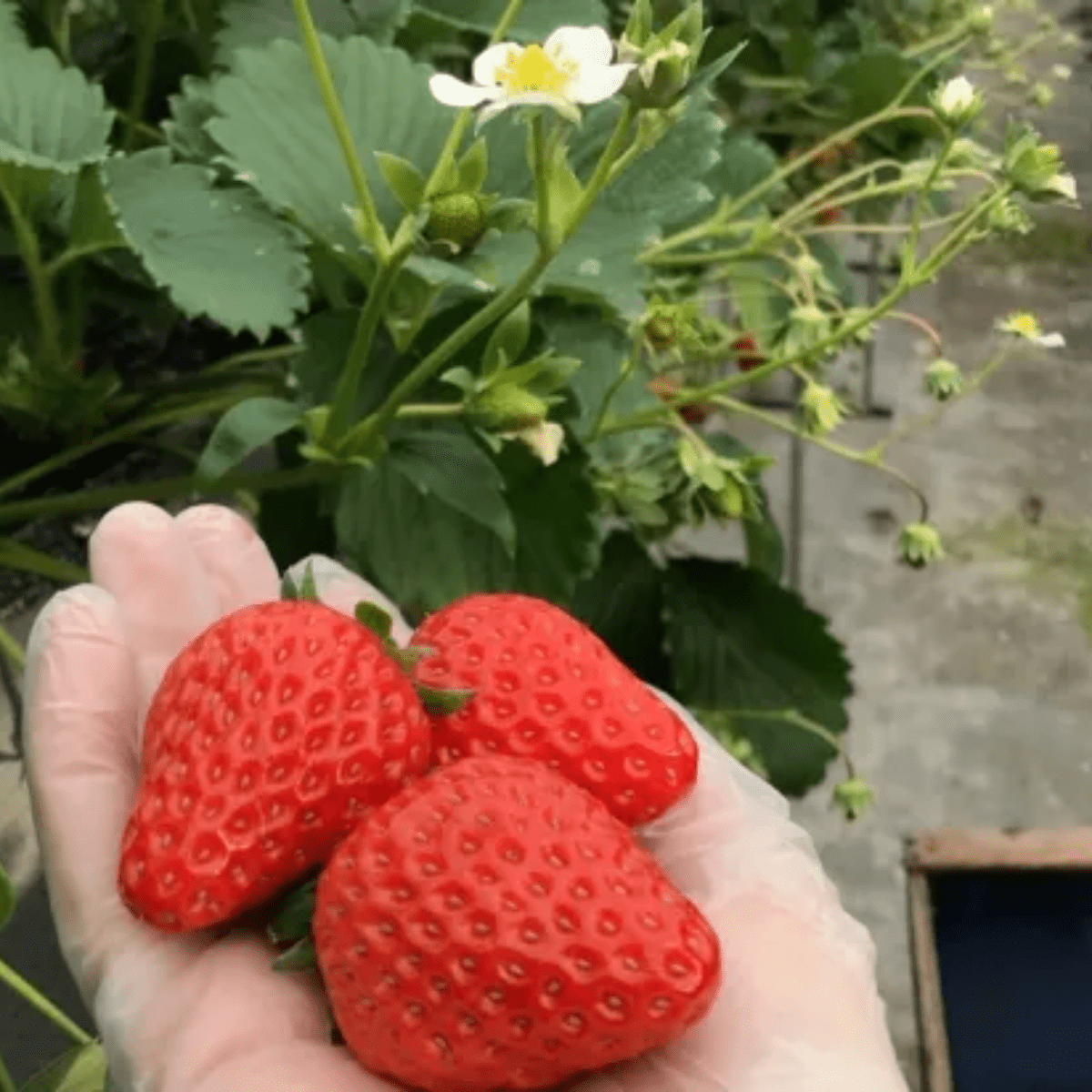 HIRAIWAICHIGO Hiraiwa Estate Pure Strawberry Confiture - Tokyo Fresh Direct