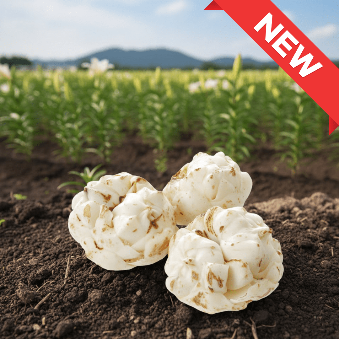 Hokkaido Yurine (Lily Bulb) – Perfect for Winter Hot Pot - Tokyo Fresh Direct