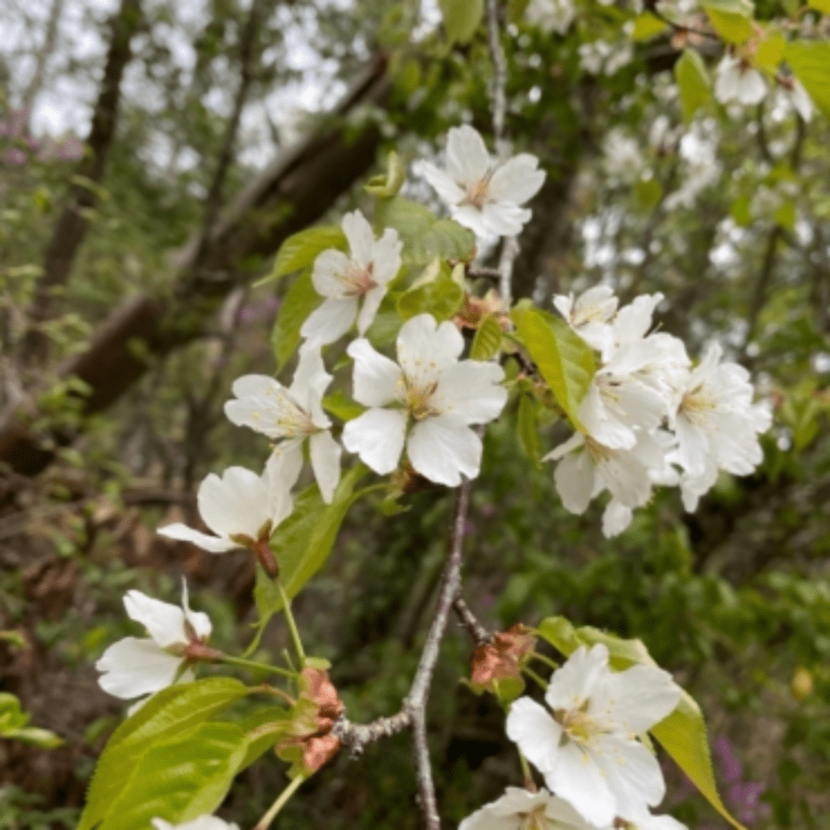 HORIYOUHOUEN Mountain Sakura Blossom Honey - Tokyo Fresh Direct