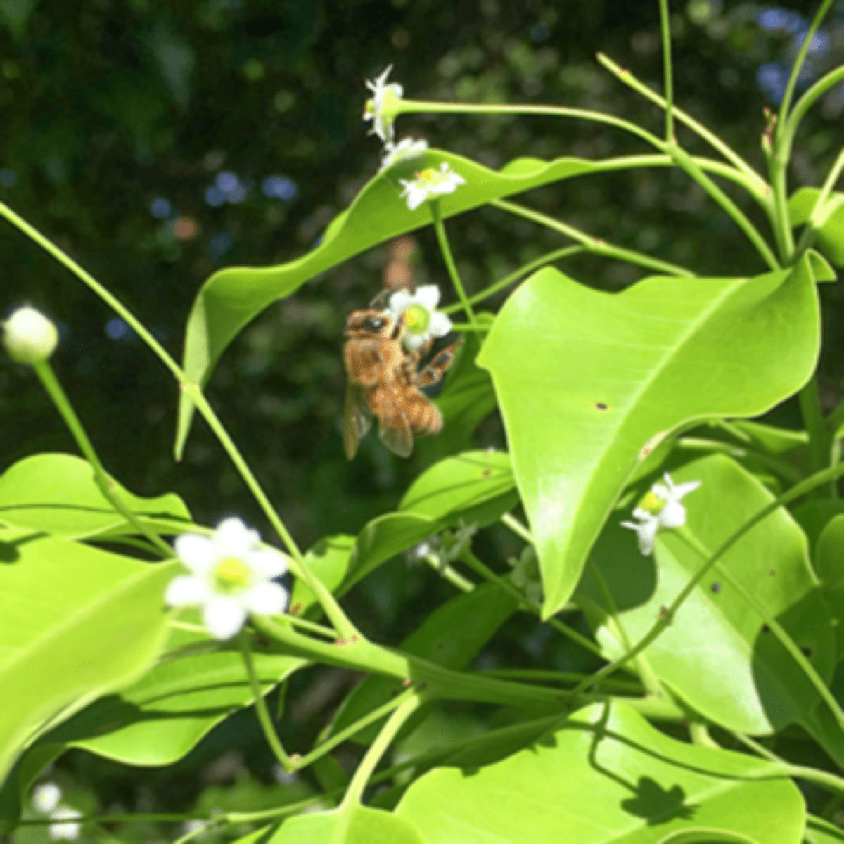HORIYOUHOUEN Soyogo Japanese Holly Tree Honey - Tokyo Fresh Direct