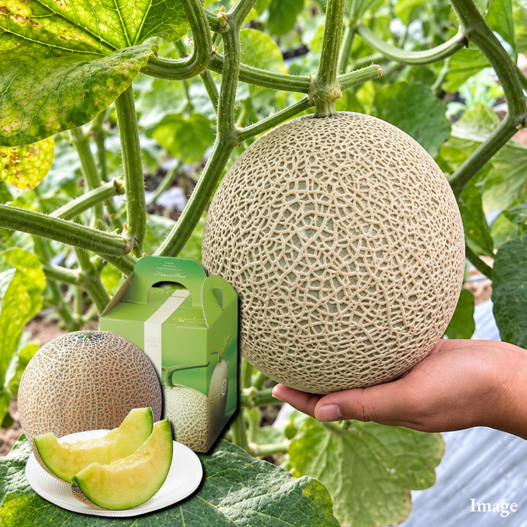"Ibaraki Melon (Giftbox/Extra-Large 5L-size/High Grade)", Richly Fragrant Autumn Melon from Japan’s No.1 Melon Region, Approx.2kg | Delivery: 9th~10th Oct - TFD (Tokyo Fresh Direct)