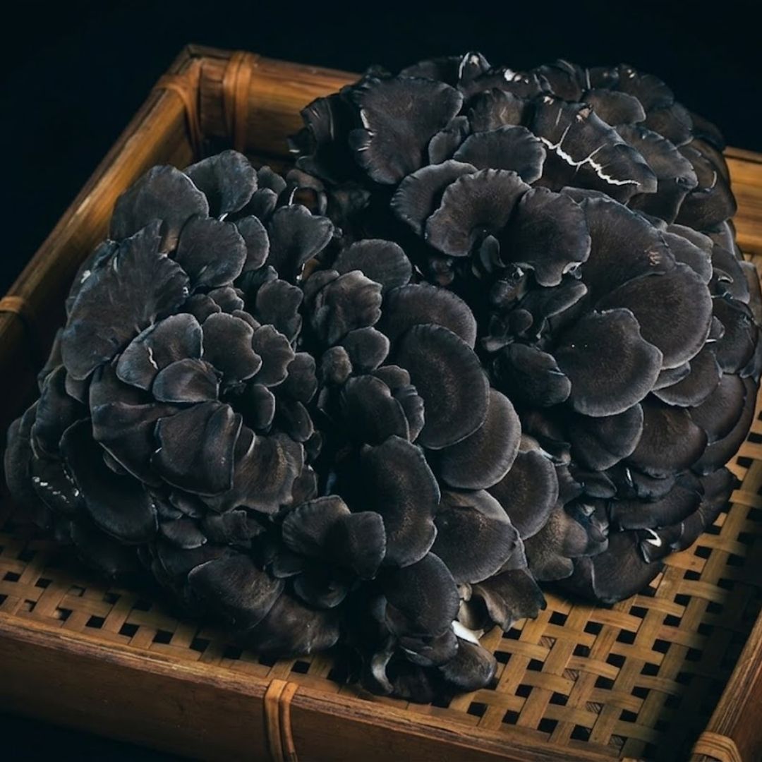 Japanese Black Maitake Mushroom – Premium “Kuro Maitake” | Deep Umami & Aromatic Wild Flavor | Artisan Cultivation - TFD (Tokyo Fresh Direct)