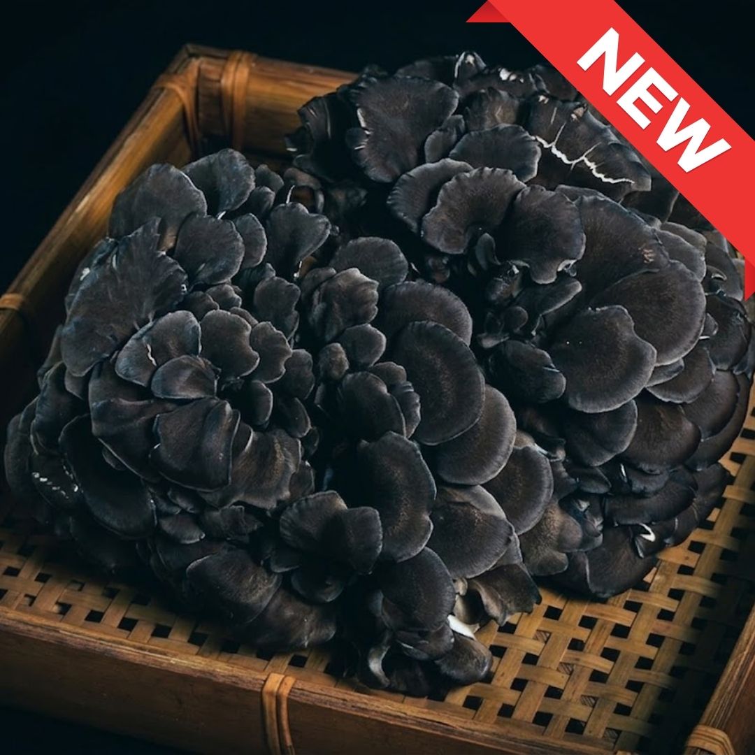 Japanese Black Maitake Mushroom – Premium “Kuro Maitake” | Deep Umami & Aromatic Wild Flavor | Artisan Cultivation - TFD (Tokyo Fresh Direct)
