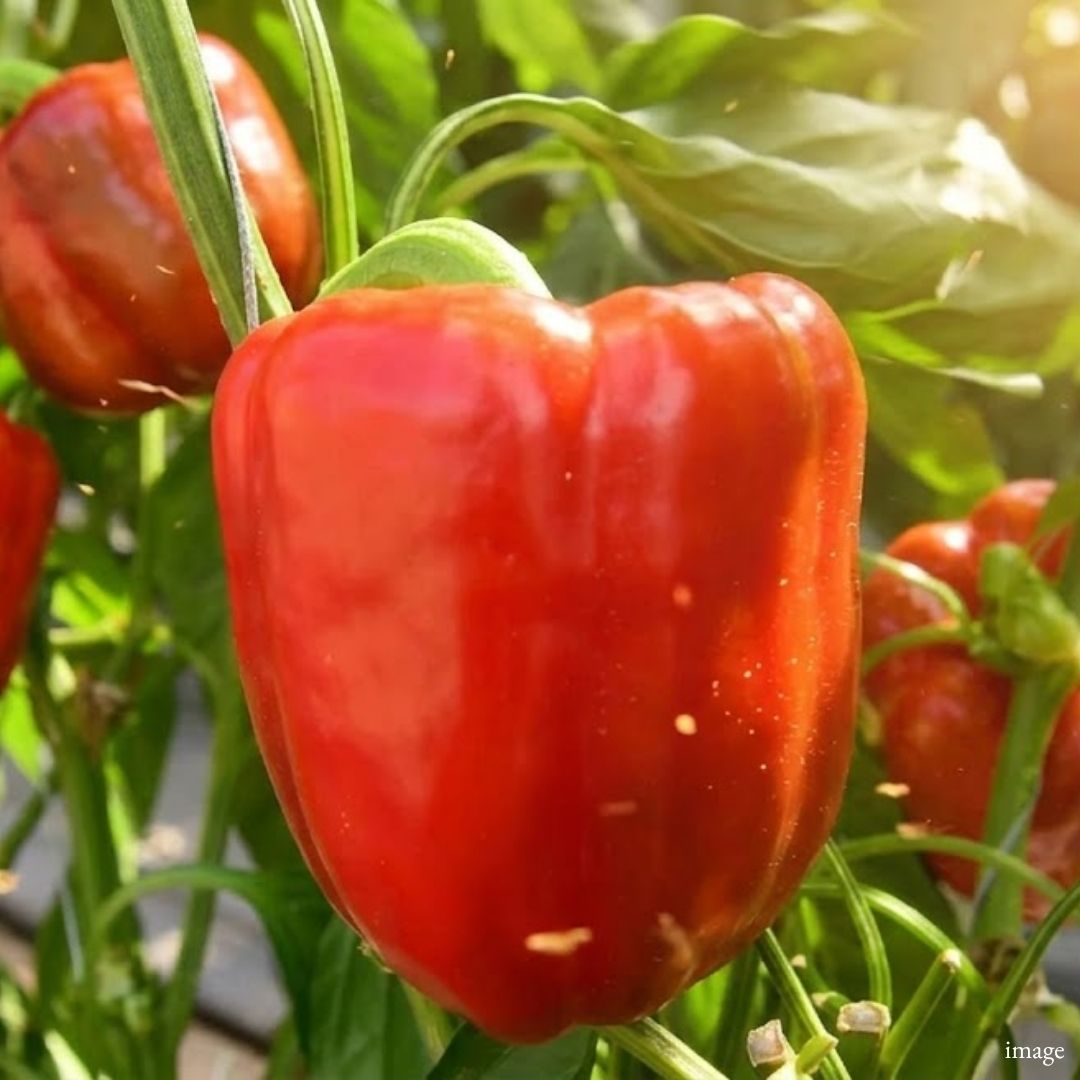 Japanese Red Bell Pepper 2pcs ā Naturally Sweet, Crisp and Farm Fresh Quality - TFD (Tokyo Fresh Direct)