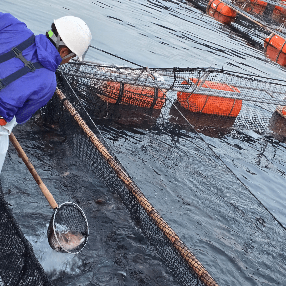 JFC Japanese Master’s Dish Sea Bream Arani Simmered in Soy Sauce - Tokyo Fresh Direct