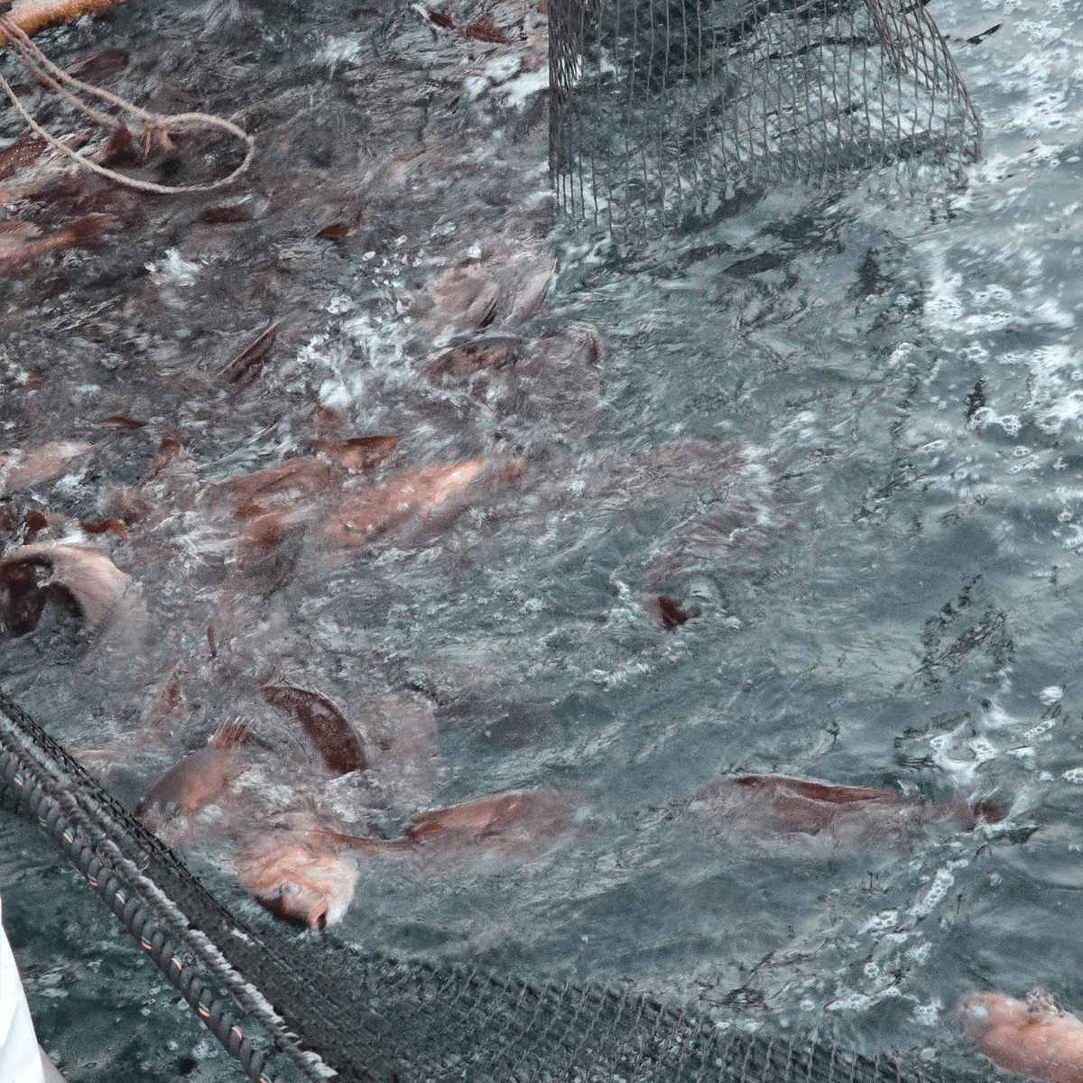 JFC Japanese Master’s Dish Sea Bream Arani Simmered in Soy Sauce - Tokyo Fresh Direct