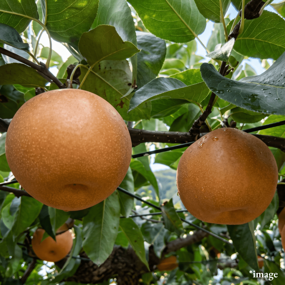 Jishinsaku Brand "Hosui (3L-size/Top Grade)", The pride of top grade Japanese pear, 13° Brix Sweetness, Approx.700g+(2pcs)| Delivery: 4th~5th Sep - TFD (Tokyo Fresh Direct)