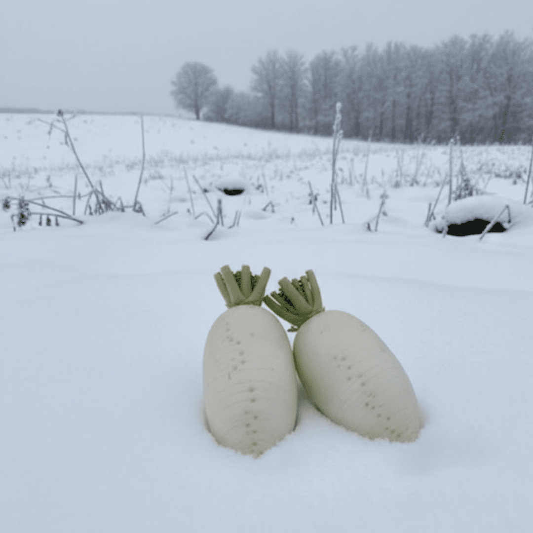 Karami Daikon from Gunma – Perfect for Nabe Sauce - Tokyo Fresh Direct