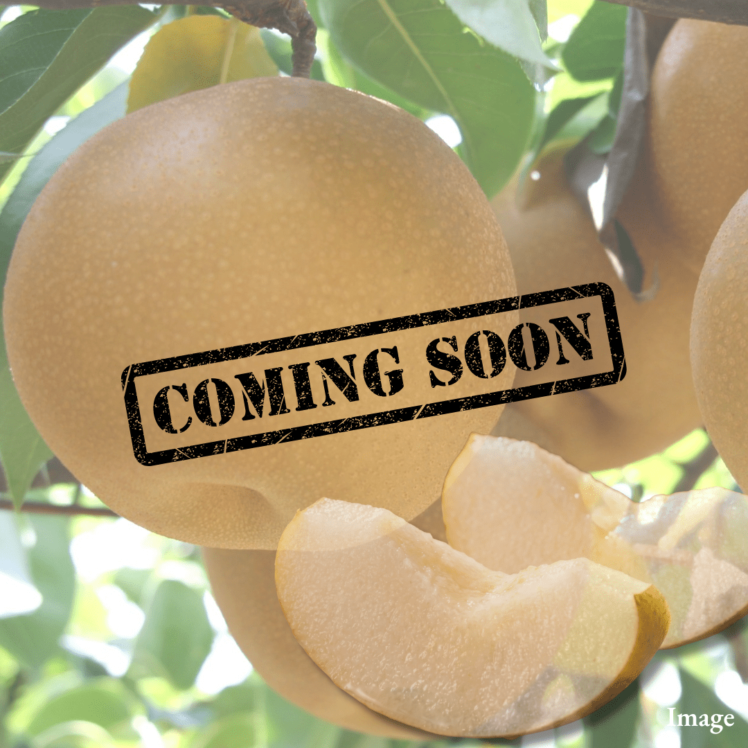King Autumn japanese Pear "Oshu (Extra-Large 5L-size/High Grade)", The Late-Autumn Japanese Pear with a Surprisingly Delicate Bite, Approx.1kg(2pcs) | Delivery: 6th~7th Nov - TFD (Tokyo Fresh Direct)
