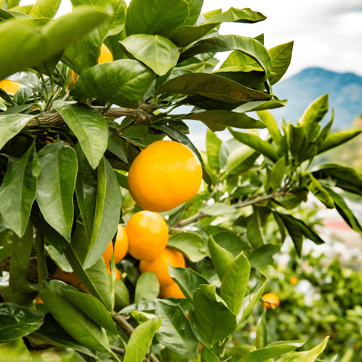 KIWAMI 100% Unshiu Mikan Juice 500ml - Tokyo Fresh Direct