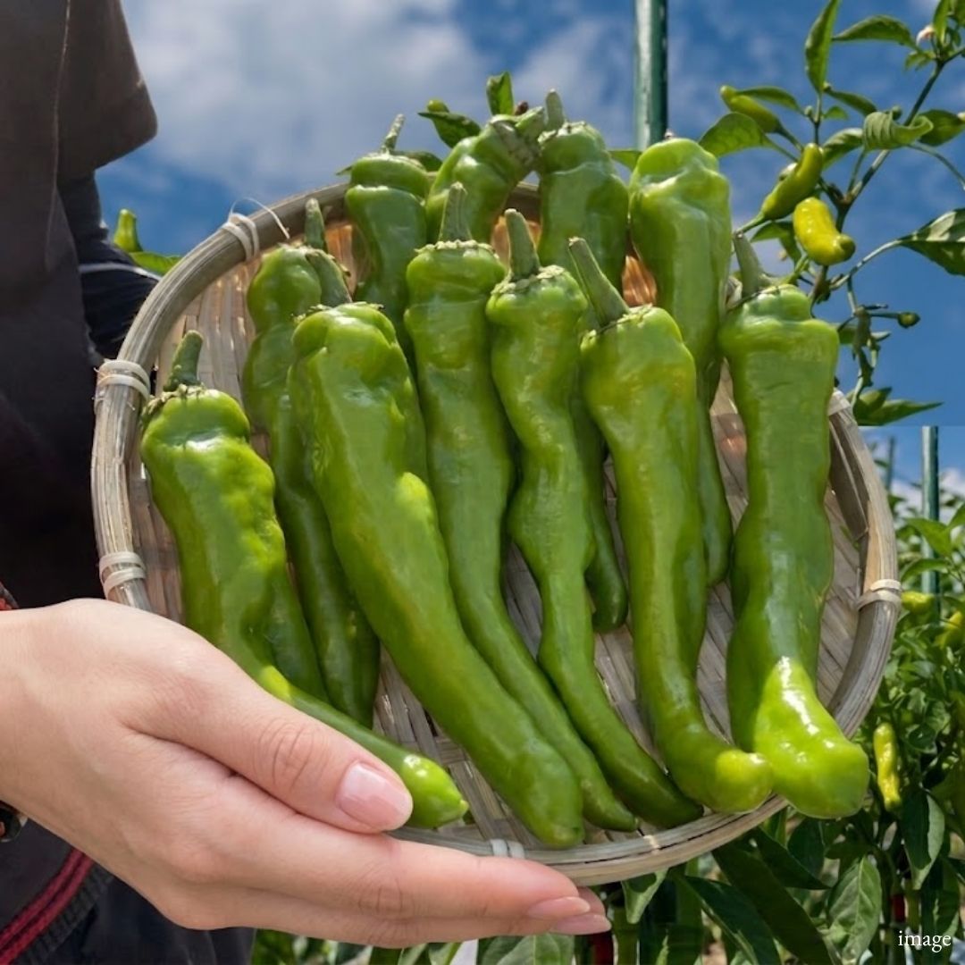 Kochi "Shishito Peppers", Tender Japanese Green Peppers with a Mild Flavor and Gentle Bitterness, 100g Pack - TFD (Tokyo Fresh Direct)